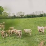 elevage berson_vente-de-viande-en-direct