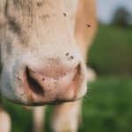 Viande en direct du producteur