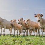 Viande en direct du producteur