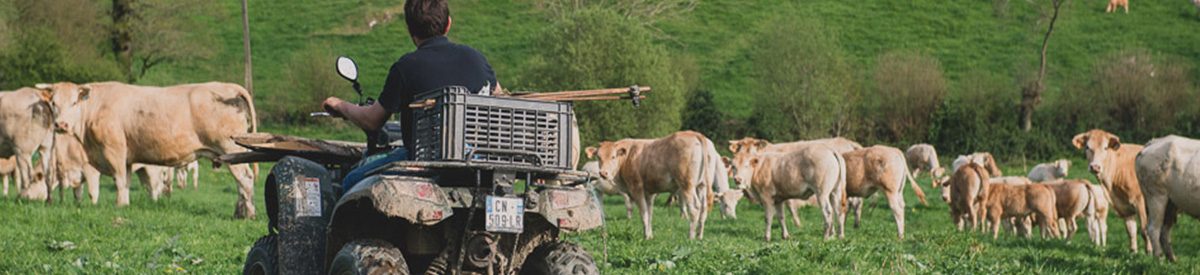 Vente directe de viande de boeuf