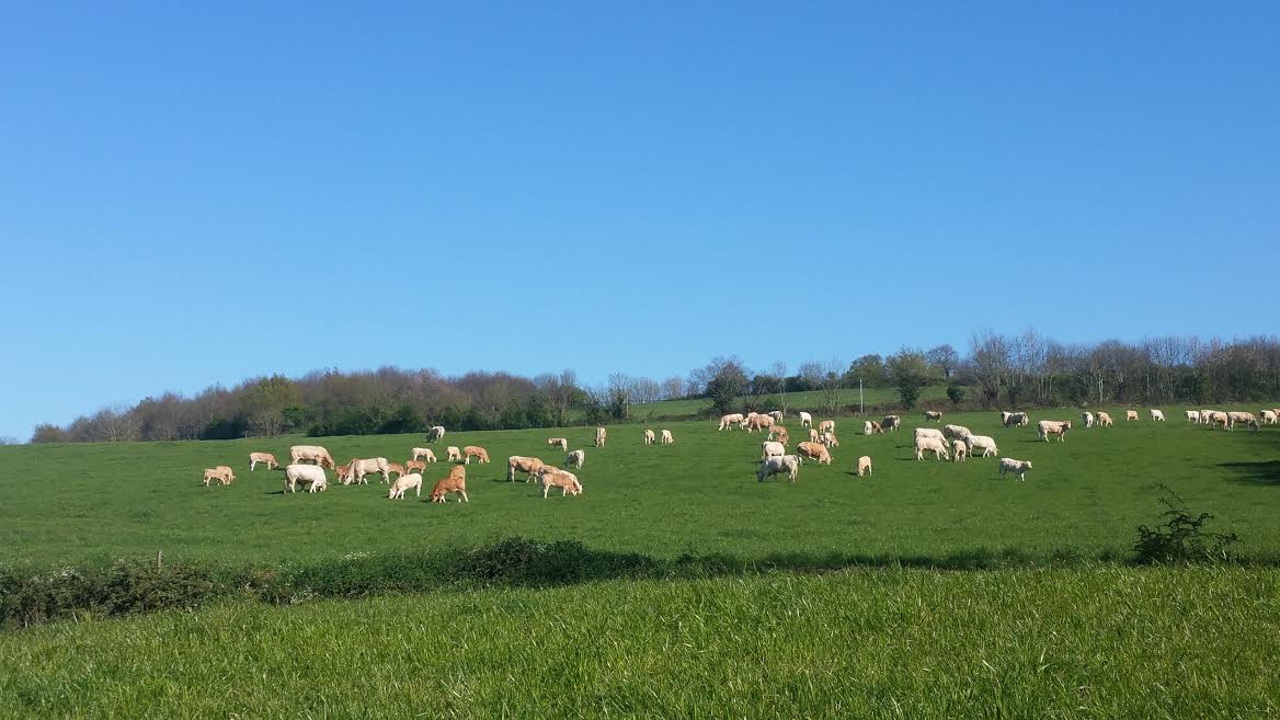 vaches à l'herbe